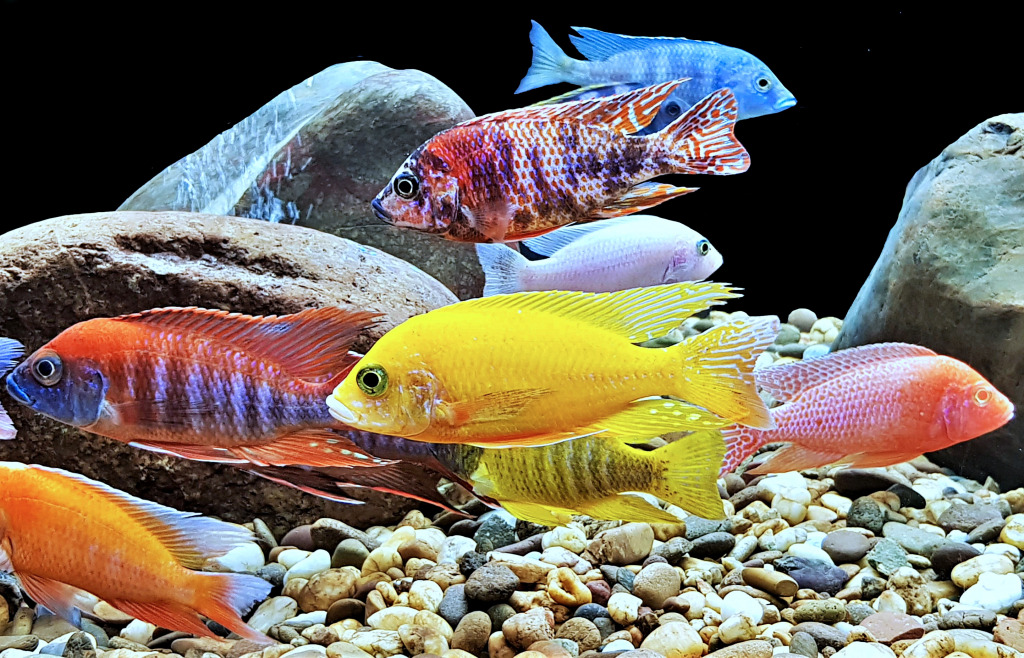 Paon malawien coloré dans un aquarium jigsaw puzzle in Sous les mers puzzles on TheJigsawPuzzles.com