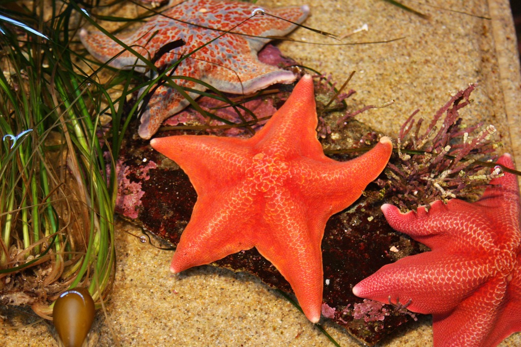 Star Fish, Monterey Bay Aquarium jigsaw puzzle in Under the Sea puzzles on TheJigsawPuzzles.com