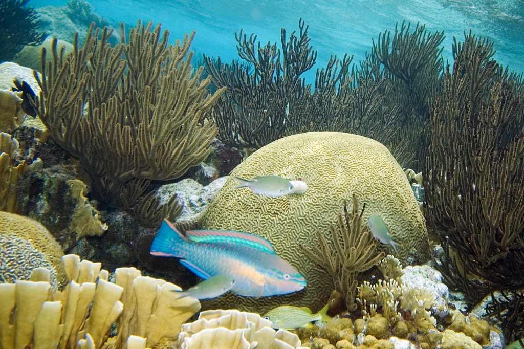 Princess Parrotfish jigsaw puzzle in Under the Sea puzzles on TheJigsawPuzzles.com