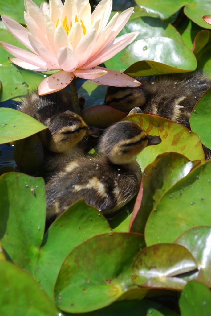 Ducklings! jigsaw puzzle in Flowers puzzles on TheJigsawPuzzles.com