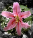 A Lily in My Garden