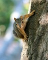 Squirrel in Walnut Creek, CA