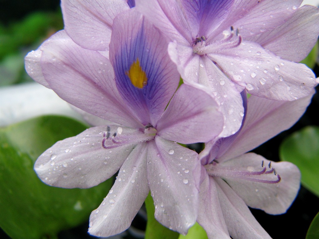 Pond Water Hyacinth jigsaw puzzle in Macro puzzles on TheJigsawPuzzles.com