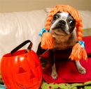 A Boston Terrier Halloween