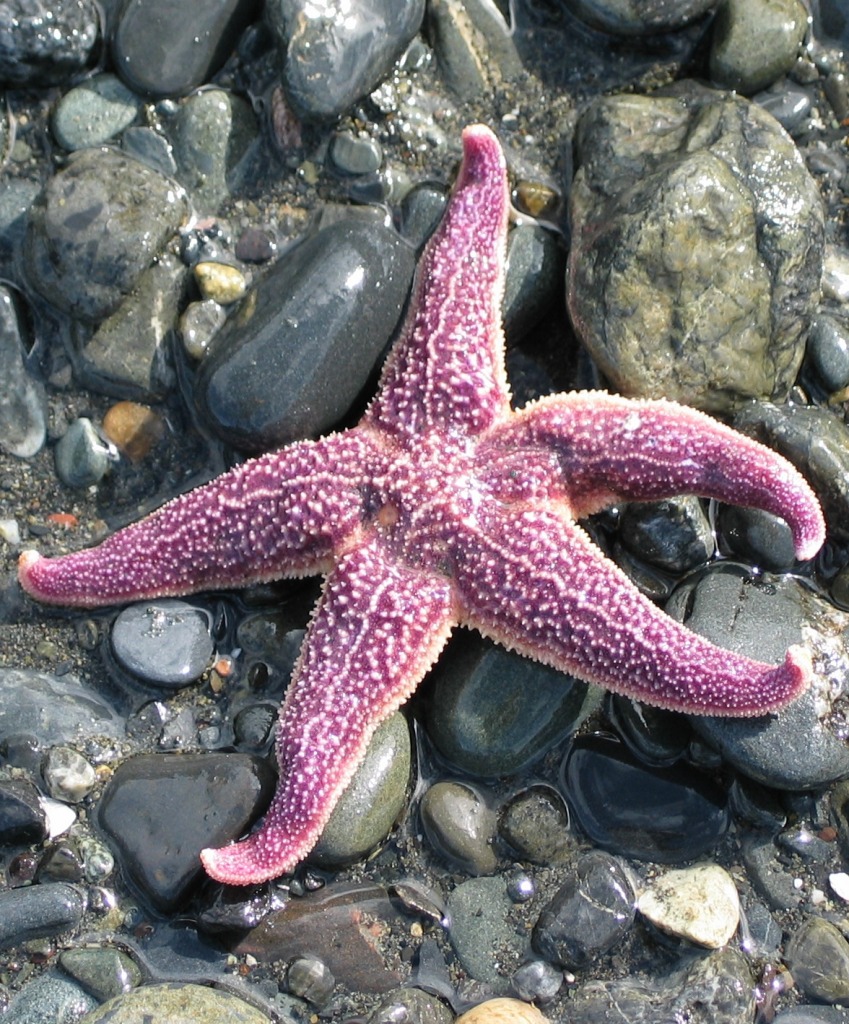 Sea Star jigsaw puzzle in Under the Sea puzzles on TheJigsawPuzzles.com