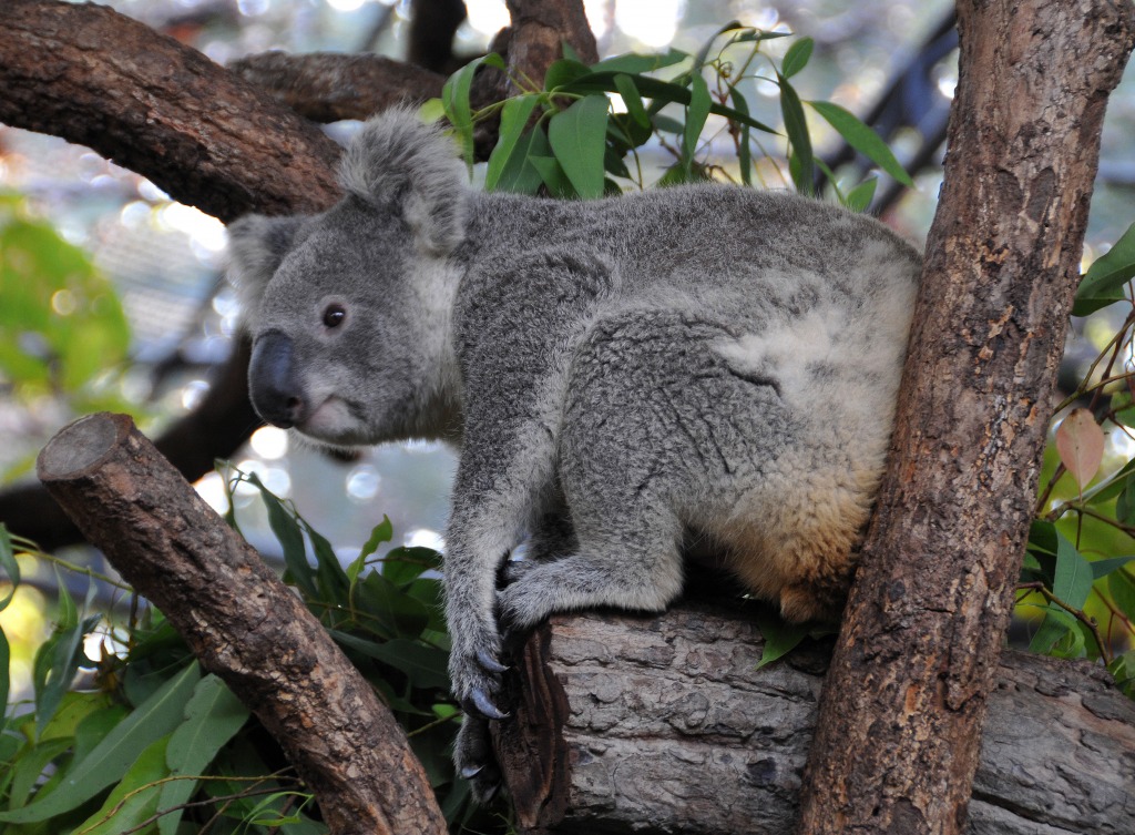 Koala, Thailand jigsaw puzzle in Tiere puzzles on TheJigsawPuzzles.com