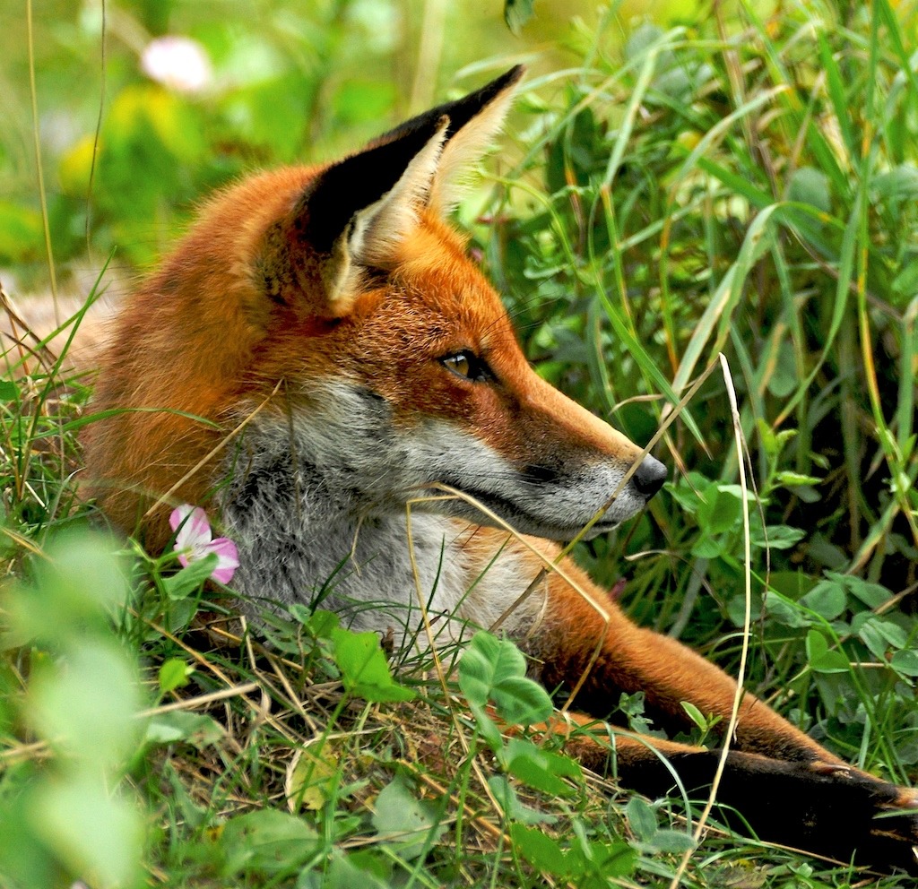 British Wildlife Centre jigsaw puzzle in Tiere puzzles on TheJigsawPuzzles.com
