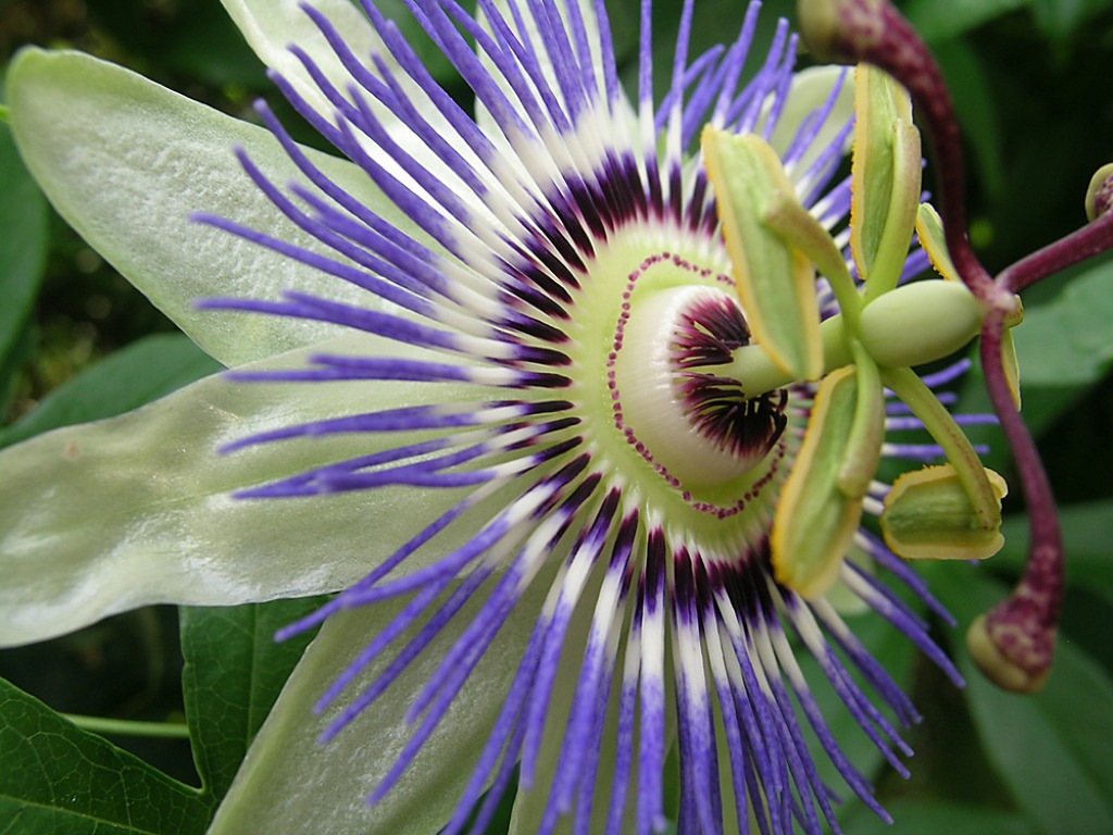 Passionflower jigsaw puzzle in Flowers puzzles on TheJigsawPuzzles.com