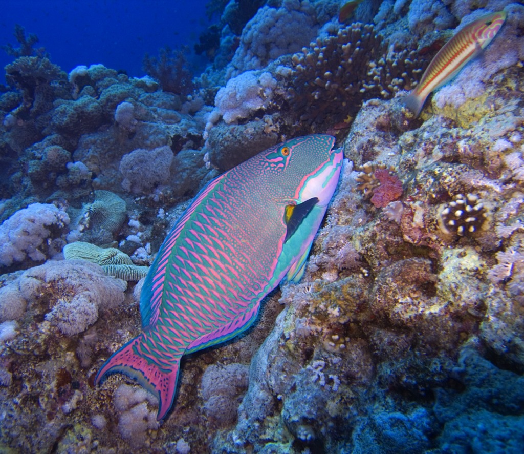 Bicolour Parrotfish jigsaw puzzle in Under the Sea puzzles on TheJigsawPuzzles.com