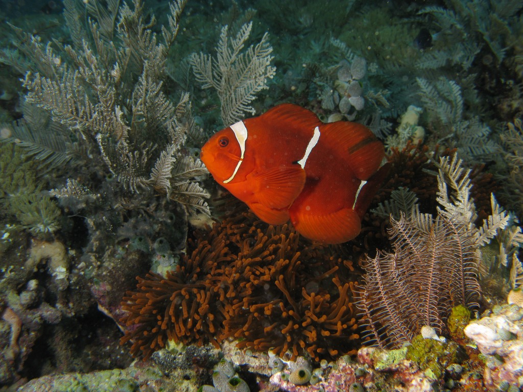 Spinecheek Anemone Fish jigsaw puzzle in Under the Sea puzzles on TheJigsawPuzzles.com