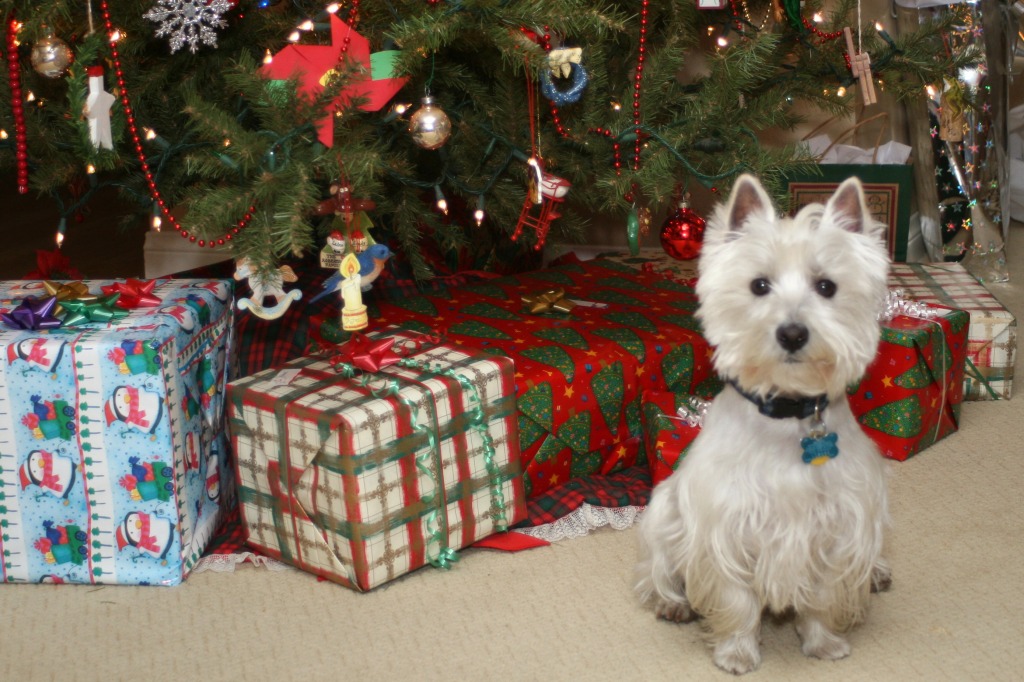 Wee Westie Christmas jigsaw puzzle in Christmas & New Year puzzles on TheJigsawPuzzles.com