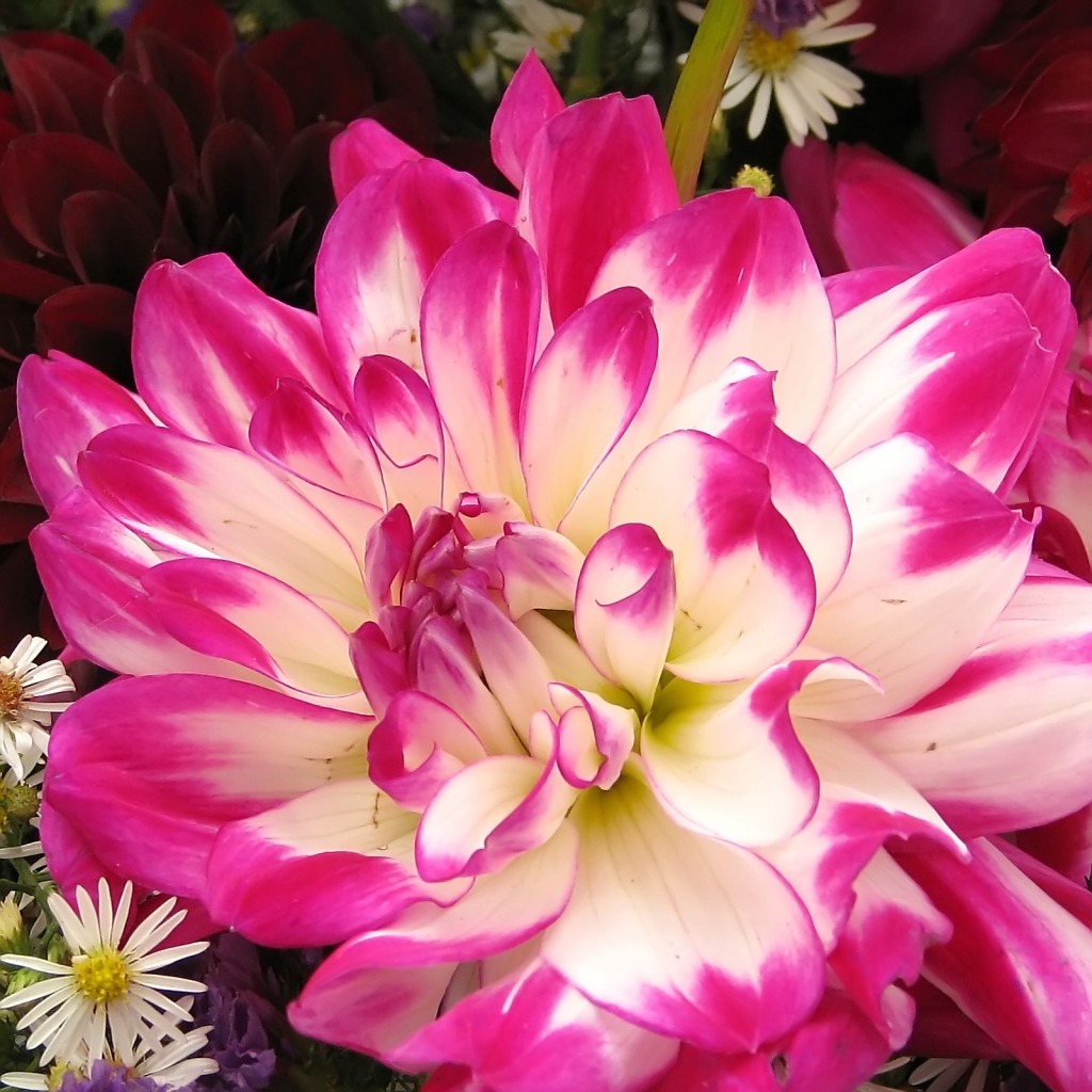 Pink and White Dahlia jigsaw puzzle in Flowers puzzles on TheJigsawPuzzles.com