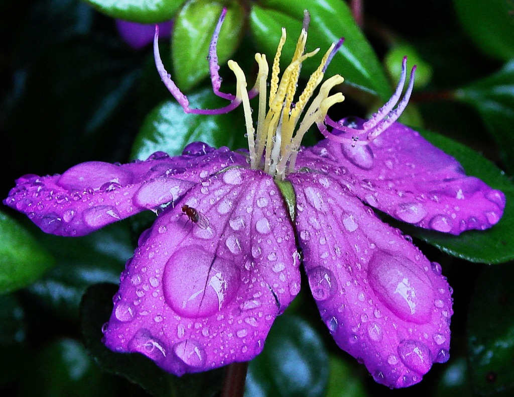 Purple Rain jigsaw puzzle in Flowers puzzles on TheJigsawPuzzles.com