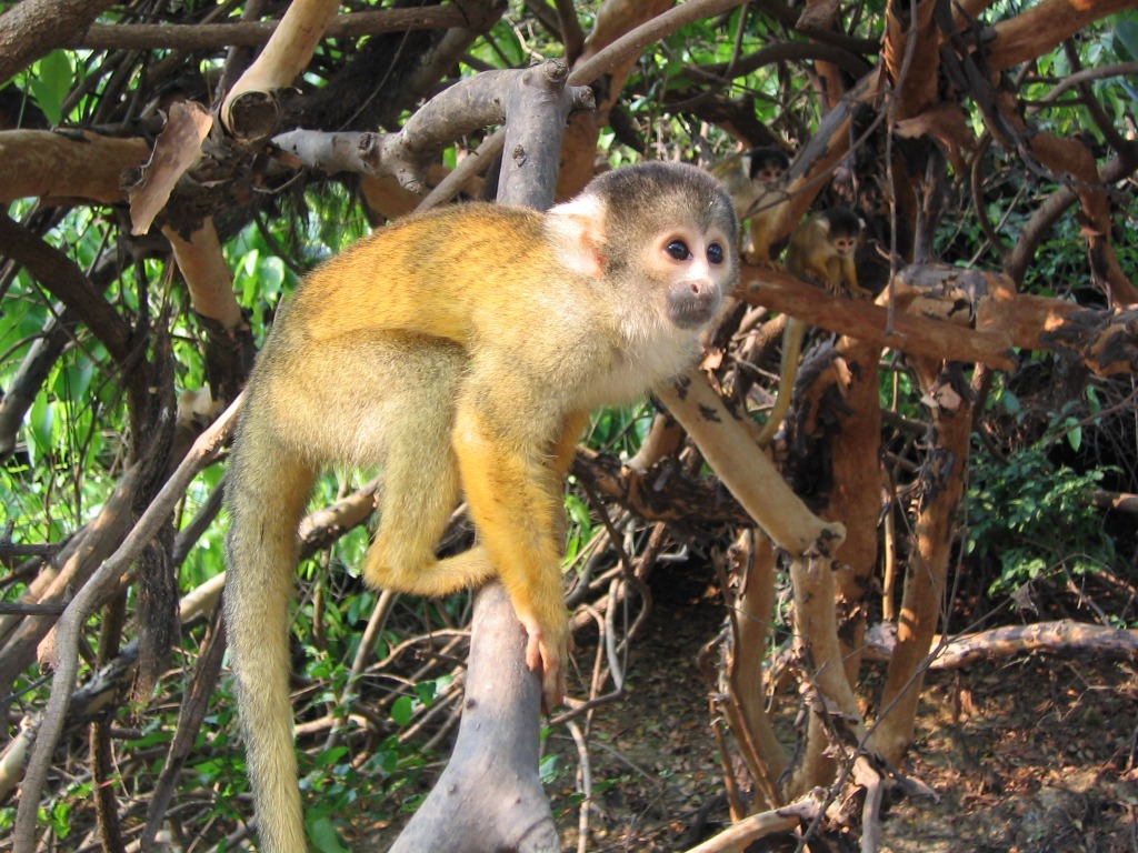 Squirrel Monkey, Amazonian Basin jigsaw puzzle in Animals puzzles on TheJigsawPuzzles.com