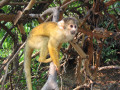 Squirrel Monkey, Amazonian Basin