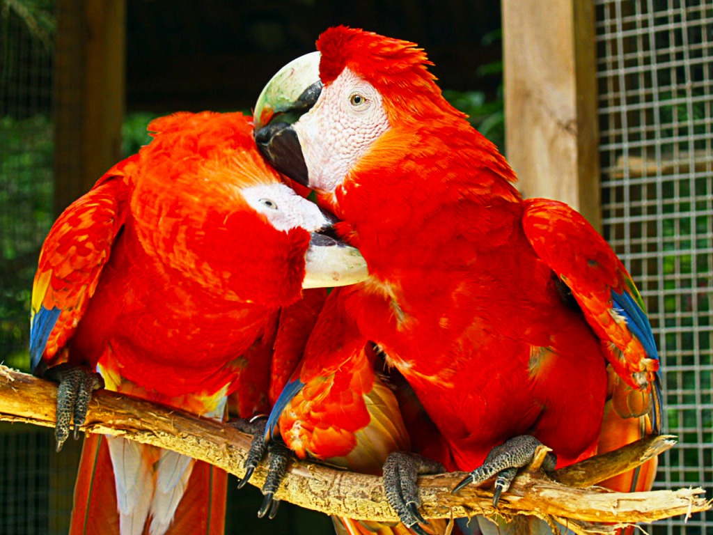 Ara rouge jigsaw puzzle in Animaux puzzles on TheJigsawPuzzles.com
