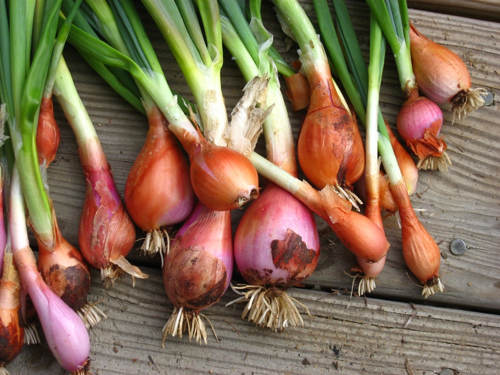 Harvested Onions jigsaw puzzle in Fruits & Veggies puzzles on TheJigsawPuzzles.com