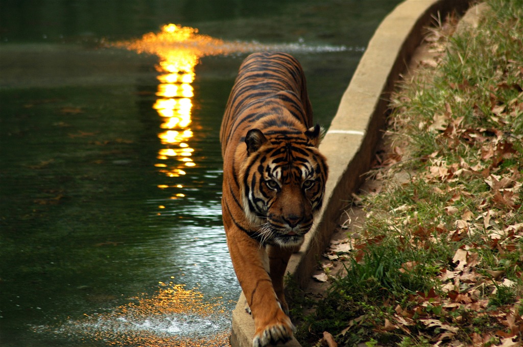 Sumatran Tiger jigsaw puzzle in Puzzle of the Day puzzles on TheJigsawPuzzles.com
