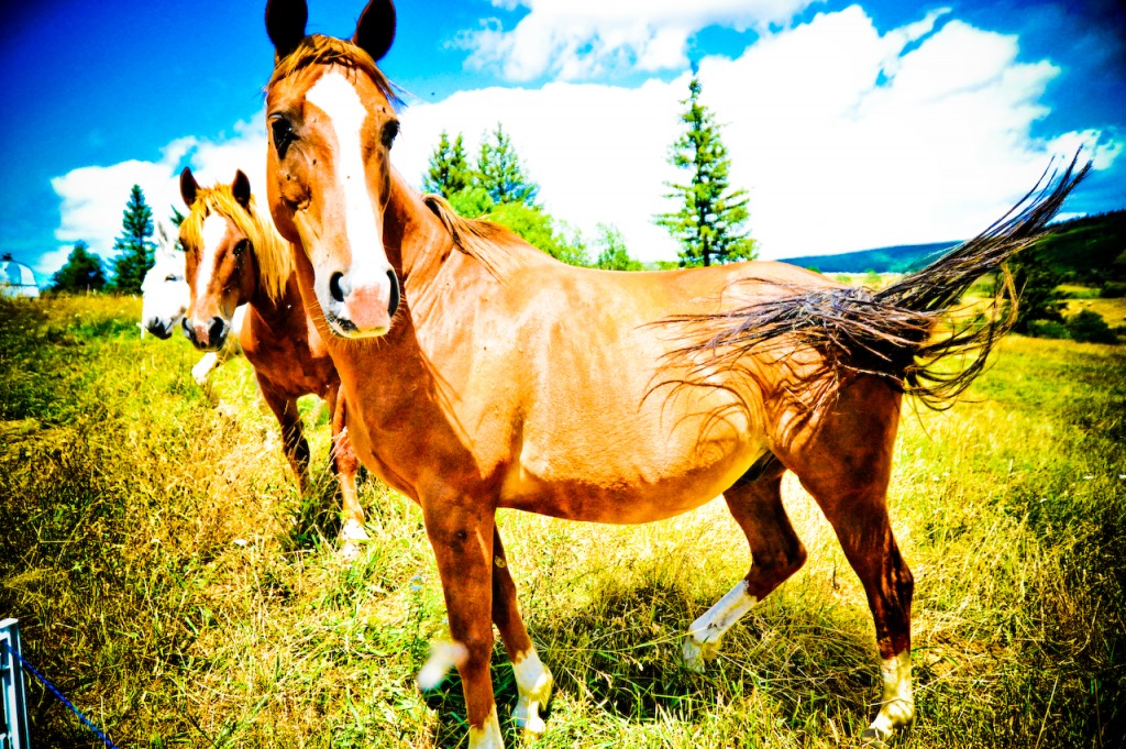 Le cheval chasse les mouches jigsaw puzzle in Animaux puzzles on TheJigsawPuzzles.com