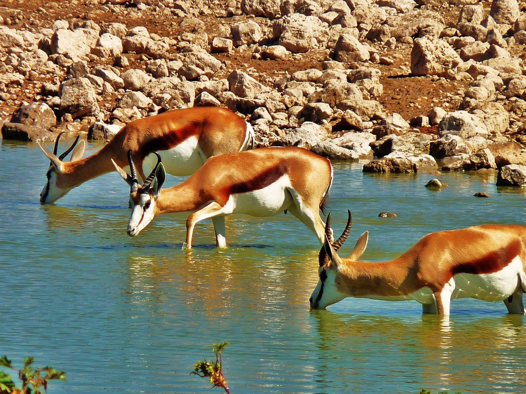 Bokkies jigsaw puzzle in Animals puzzles on TheJigsawPuzzles.com