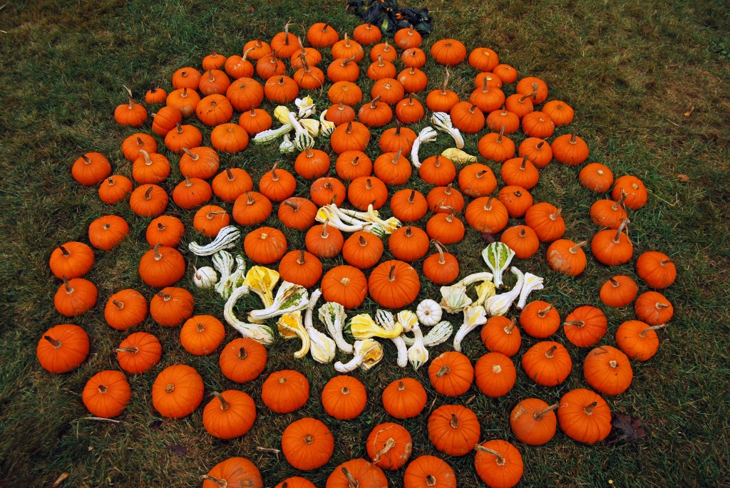 Pumpkins jigsaw puzzle in Halloween puzzles on TheJigsawPuzzles.com