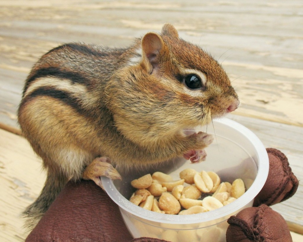 Chipmunk jigsaw puzzle in Animals puzzles on TheJigsawPuzzles.com