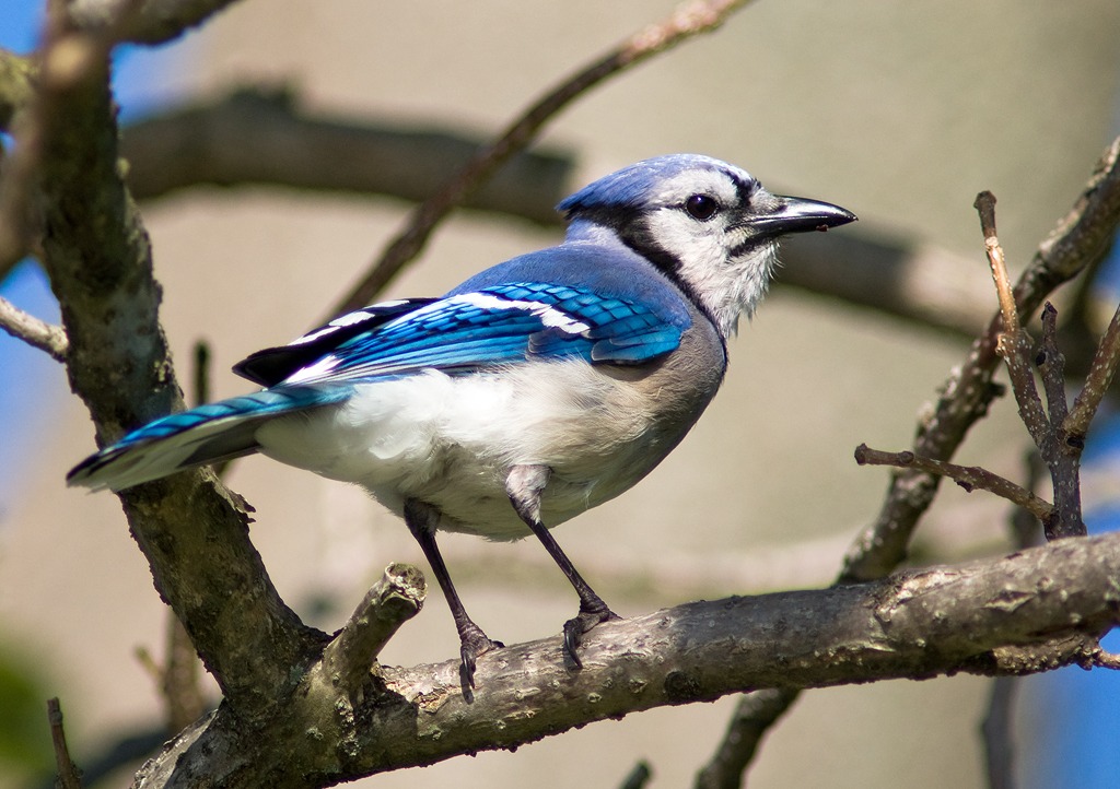 Blue Jay jigsaw puzzle in Animals puzzles on TheJigsawPuzzles.com