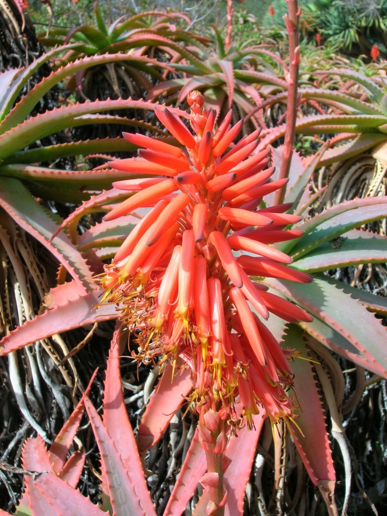 Aloe Arborescens jigsaw puzzle in Flowers puzzles on TheJigsawPuzzles.com