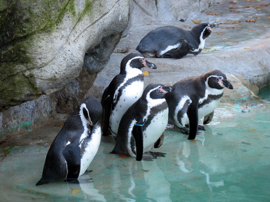 Penguis jigsaw puzzle in Пазл дня puzzles on TheJigsawPuzzles.com