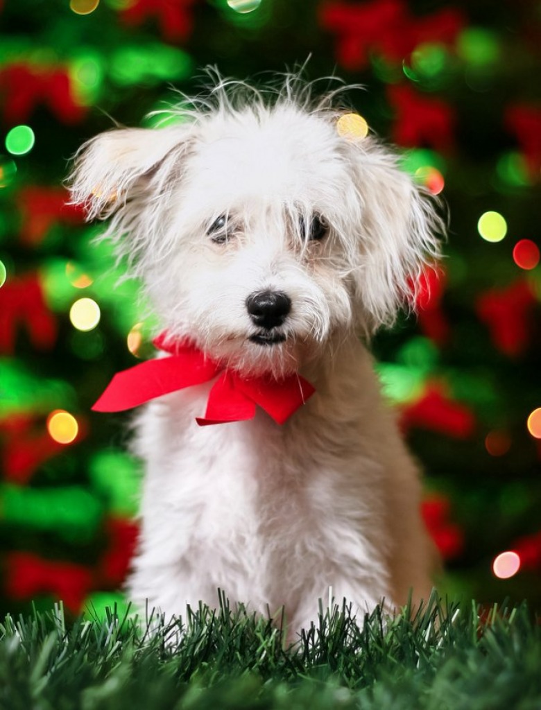 Merry Woofmas! jigsaw puzzle in Christmas & New Year puzzles on TheJigsawPuzzles.com