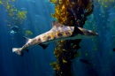 Shark in Monterey Bay Aquarium
