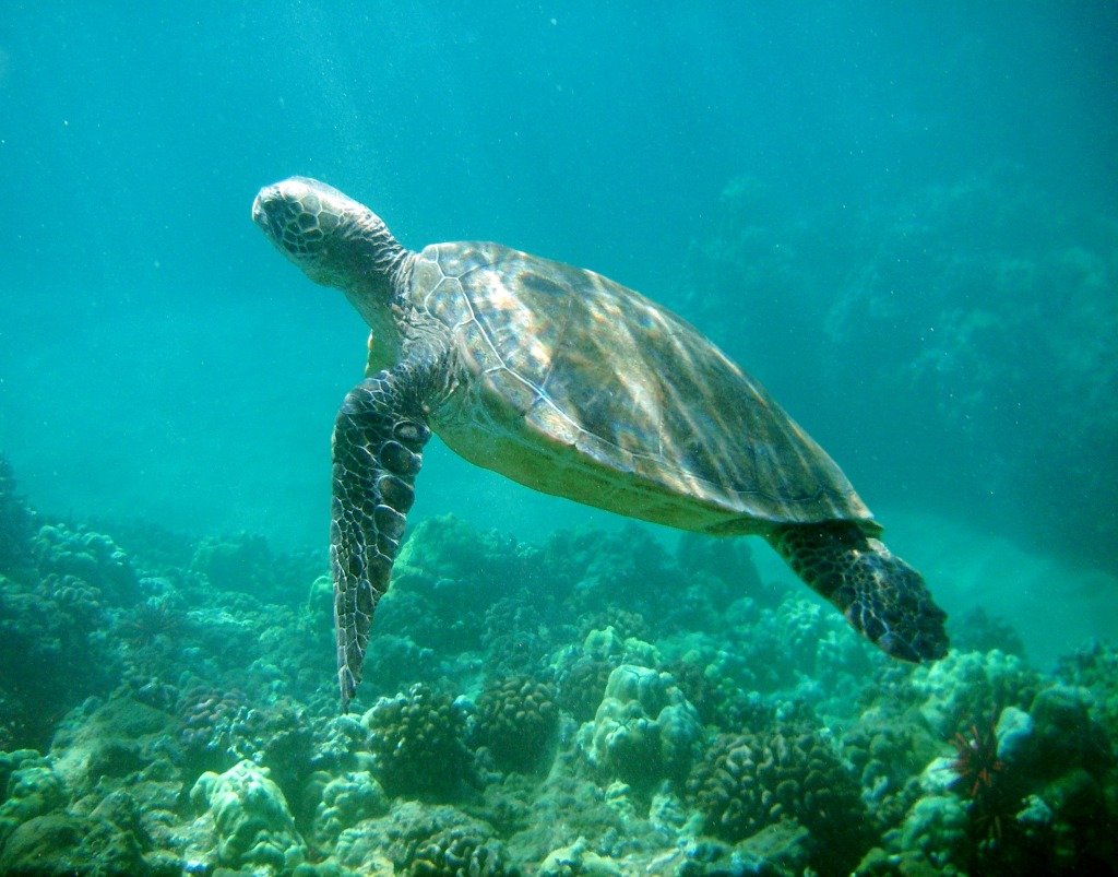 Honu jigsaw puzzle in Unter dem Meer puzzles on TheJigsawPuzzles.com