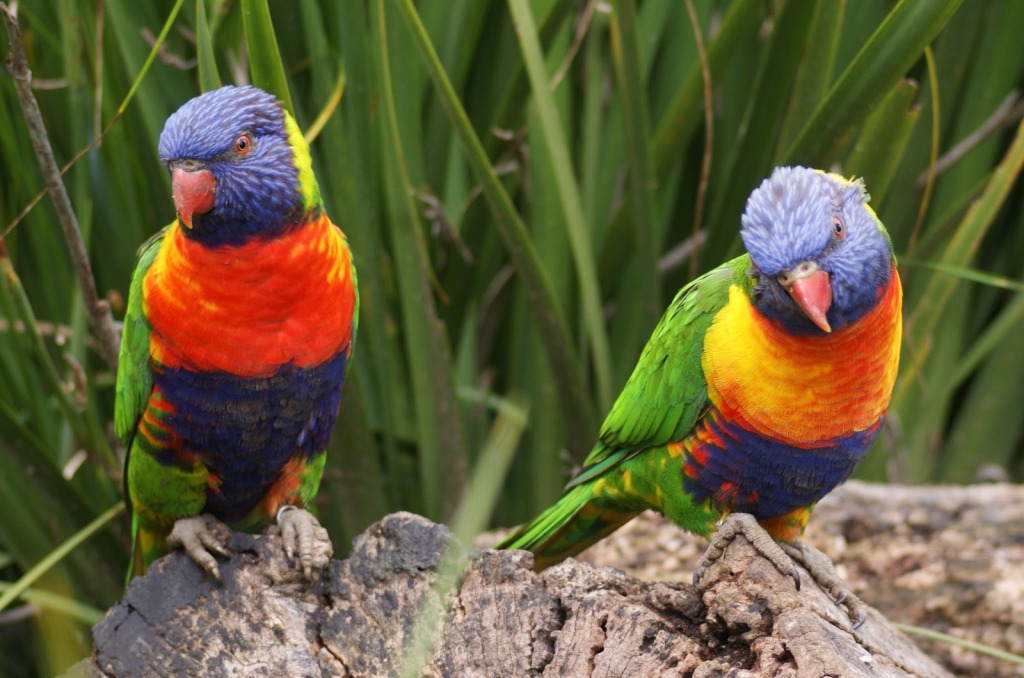 Rainbow Lorikeet jigsaw puzzle in Puzzle of the Day puzzles on TheJigsawPuzzles.com