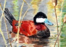 Duck Stamp Art Contest