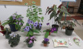 BC Fuchsia Begonia Society